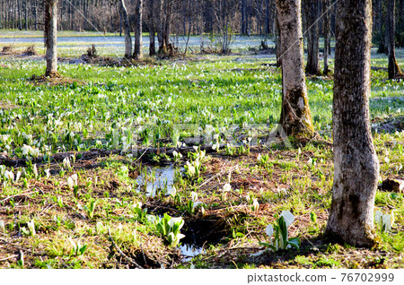 朝日照耀的初春生魚島濕地 76702999