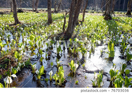 Sashimaki Wetland in early spring when the Asahi shines 76703036