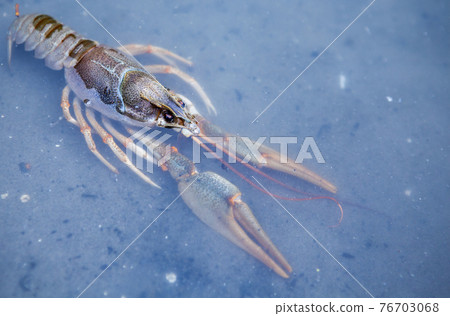 image of cancer fresh water image of cancer fresh water 76703068