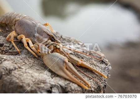 image of cancer tree stub image of cancer tree stub 76703070