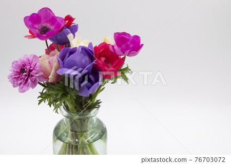 Colorful anemone flowers Colorful anemone flowers 76703072