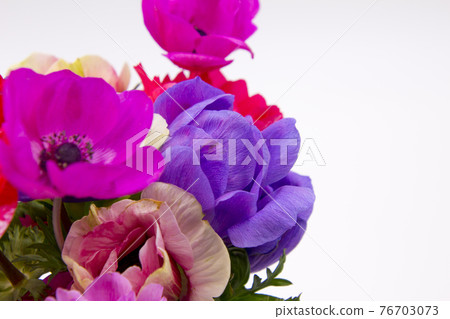 Colorful anemone flowers 76703073