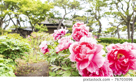 神奈川縣橫濱市金澤區野島公園伊藤博文別亭的春天 76703096