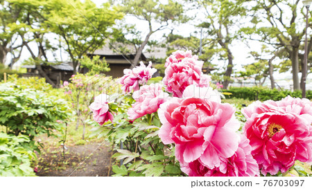 神奈川縣橫濱市金澤區野島公園伊藤博文別亭的春天 76703097