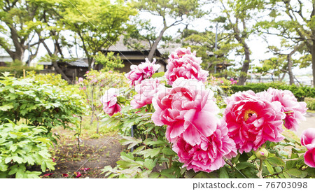 神奈川縣橫濱市金澤區野島公園伊藤博文別亭的春天 76703098