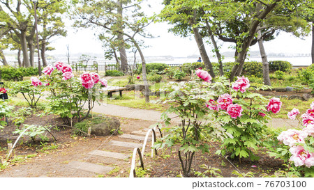 神奈川縣橫濱市金澤區野島公園伊藤博文別亭的春天 76703100