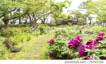 Spring at Ito Hirobumi Bettei in Nojima Park, Kanazawa Ward, Yokohama City, Kanagawa Prefecture Spring at Ito Hirobumi Bettei in Nojima Park, Kanazawa Ward, Yokohama City, Kanagawa Prefecture 76703106