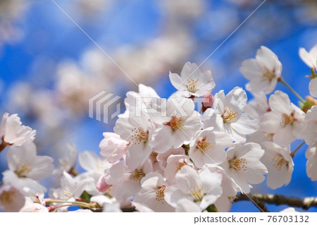 Hoyoji Temple Sakura Close-up (Aizumisato Town, Fukushima Prefecture) Hoyoji Temple Sakura Close-up (Aizumisato Town, Fukushima Prefecture) 76703132