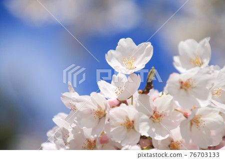 法洋寺櫻花特寫（福島縣會津裡町） 76703133