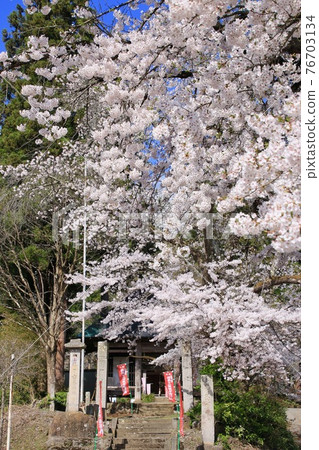 Hoyoji Temple Sakura / Sanmon（福島縣會津裡町） 76703134