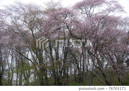 Cherry tree in morning fog Cherry tree in morning fog 76703171