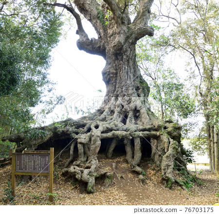 Mr. Tenjin of Murayoshi (Quercus gilva) 76703175