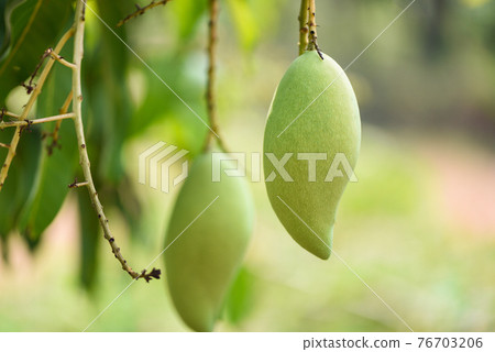 raw mango hanging on tree with leaf background... - Stock Photo [76703206]  - PIXTA