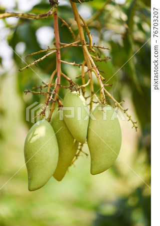 raw mango hanging on tree with leaf background... - Stock Photo [76703207]  - PIXTA