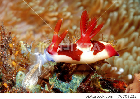 Nudibranch eating Ascidian Nudibranch eating Ascidian 76703222