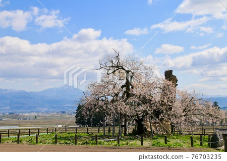 米澤千歲櫻(福島縣會津美里町) 米澤千歲櫻(福島縣會津美里町) 76703235
