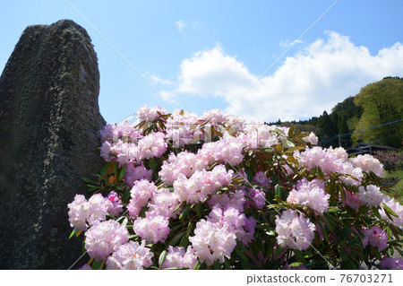 Ishikusuhana of Uetsue Shakunage Garden Ishikusuhana of Uetsue Shakunage Garden 76703271