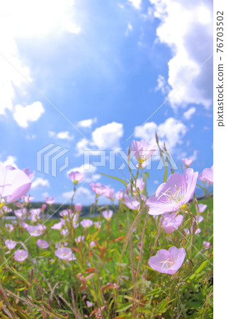 Hirzaki Tsumiki Saw 和夏日的天空 Hirzaki Tsumiki Saw 和夏日的天空 76703502