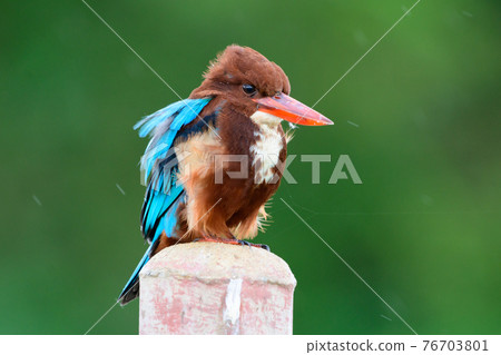 A fat, white-breasted kingfisher looking for food. A fat, white-breasted kingfisher looking for food. 76703801