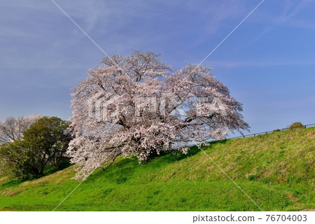 Izaka池塘一棵櫻桃樹 76704003