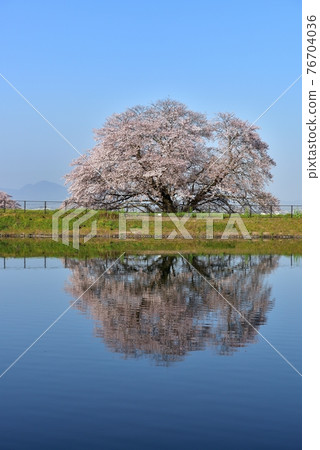 One cherry tree of Izaka Pond 76704036