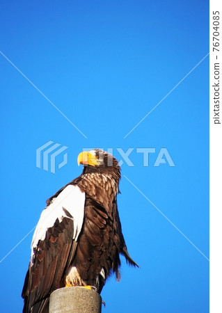 Steller's sea eagle 5 Steller's sea eagle 5 76704085