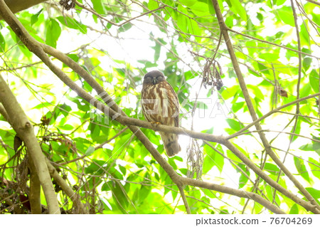 Northern boobook 11 76704269