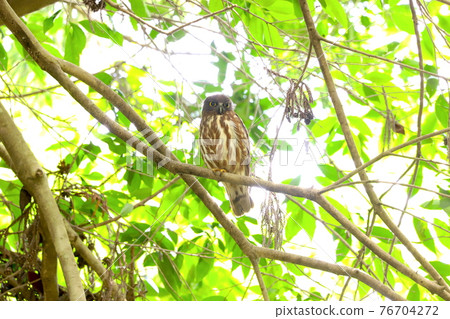 Northern boobook 14 76704272