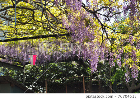 國力神社盛開的千年能登 國力神社盛開的千年能登 76704515