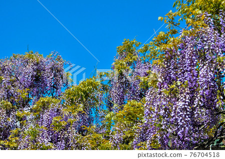 Millennium Noto blooming at Kokuryo Shrine 76704518