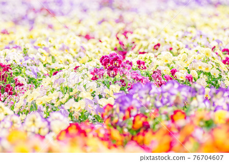 春天的陽光和中提琴花田 春天的陽光和中提琴花田 76704607