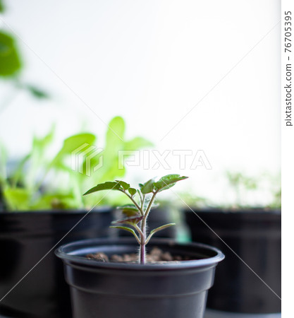 Seedlings of green tomatoes on the windowsill in the house Seedlings of green tomatoes on the windowsill in the house 76705395