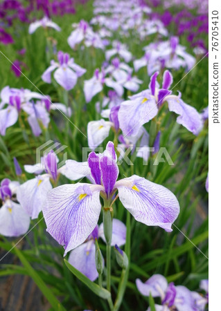 Iris iris 76705410