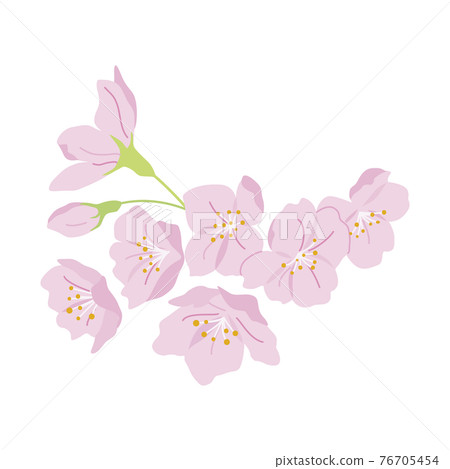 Cherry blossoms in full bloom illustration Cherry blossoms in full bloom illustration 76705454