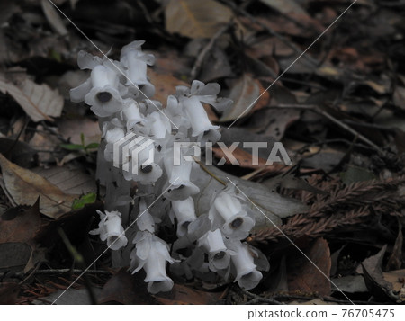 Silver Lizard 76705475