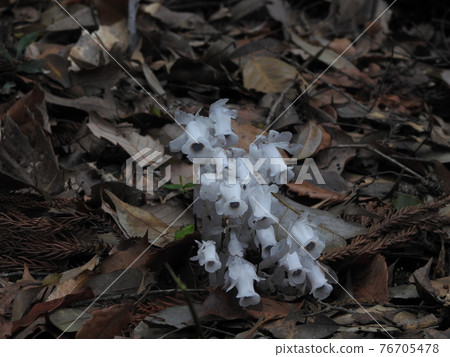 Silver Lizard 76705478