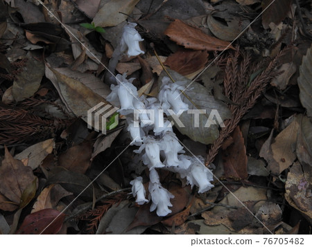 Silver Lizard 76705482