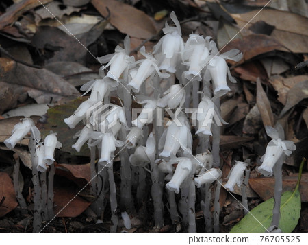 Silver Lizard 76705525