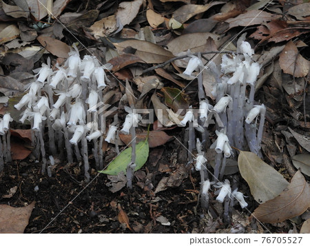 Silver Lizard 76705527