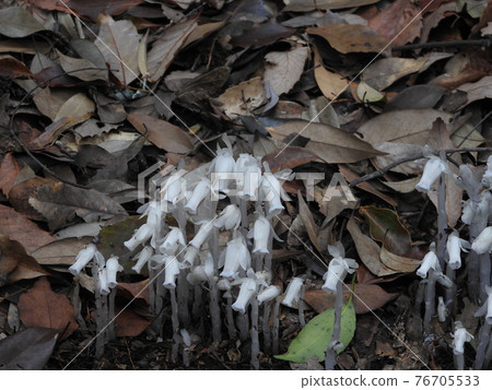 Silver Lizard 76705533