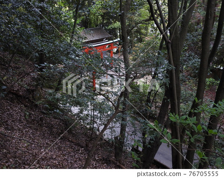 Silver Lizard 76705555