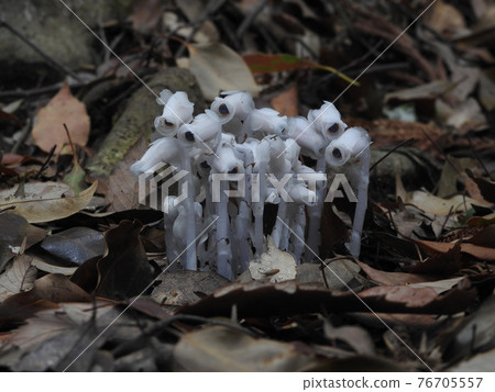 Silver Lizard 76705557