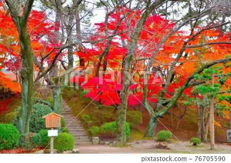 在深秋的日本庭園的小山丘上，我捕捉到了秋天的落葉。是金州。 76705590