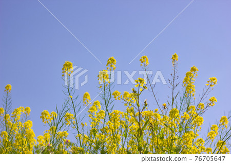 Blue sky and rape blossoms with contrast of blue and yellow 76705647