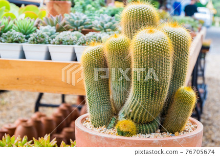 Cactus decorated in the garden in classic style. Copy space background Cactus decorated in the garden in classic style. Copy space background 76705674