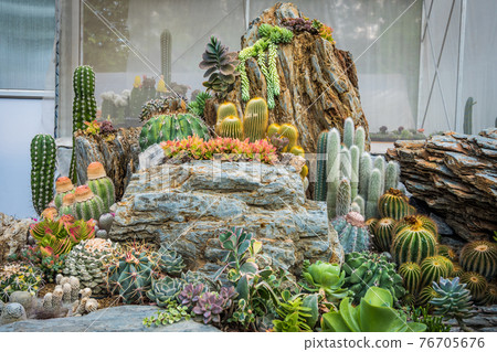 Cactus varieties are arranged together to decorate the garden. Cactus varieties are arranged together to decorate the garden. 76705676
