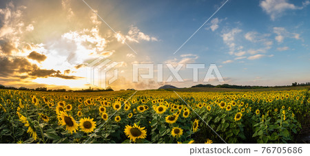 sunflower field with blue sky background sunflower field with blue sky background 76705686