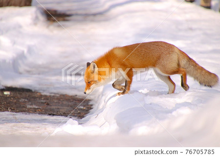 Red fox 1 Red fox 1 76705785