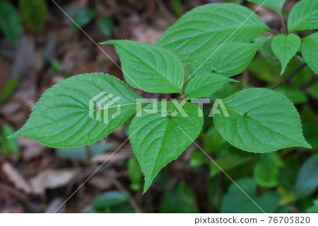 Helwingia japonica flower This is a female flower and one blooms in the center of the leaf 76705820