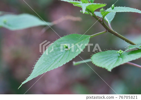 Helwingia japonica flower This is a female flower and one blooms in the center of the leaf 76705821